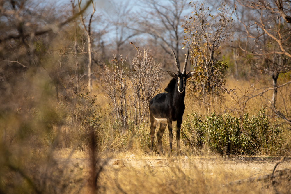 Bwabwata National Park