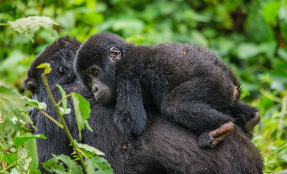 Bwindi Impenetrable National Park