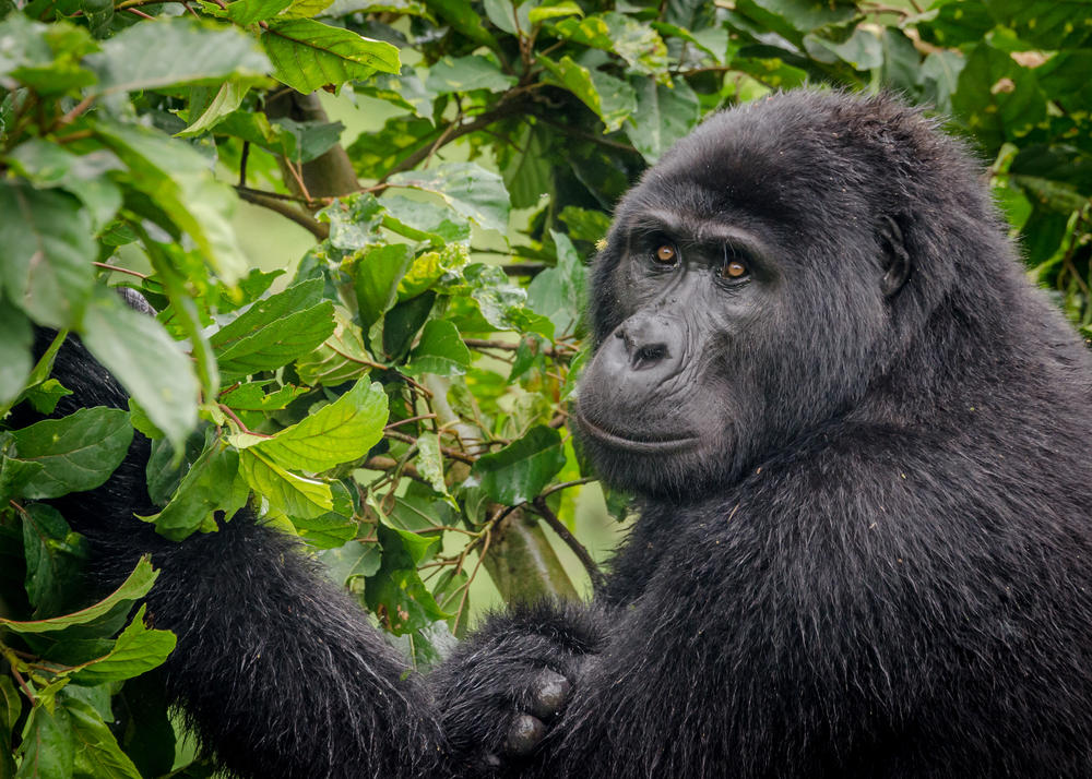 Bwindi Impenetrable National Park
