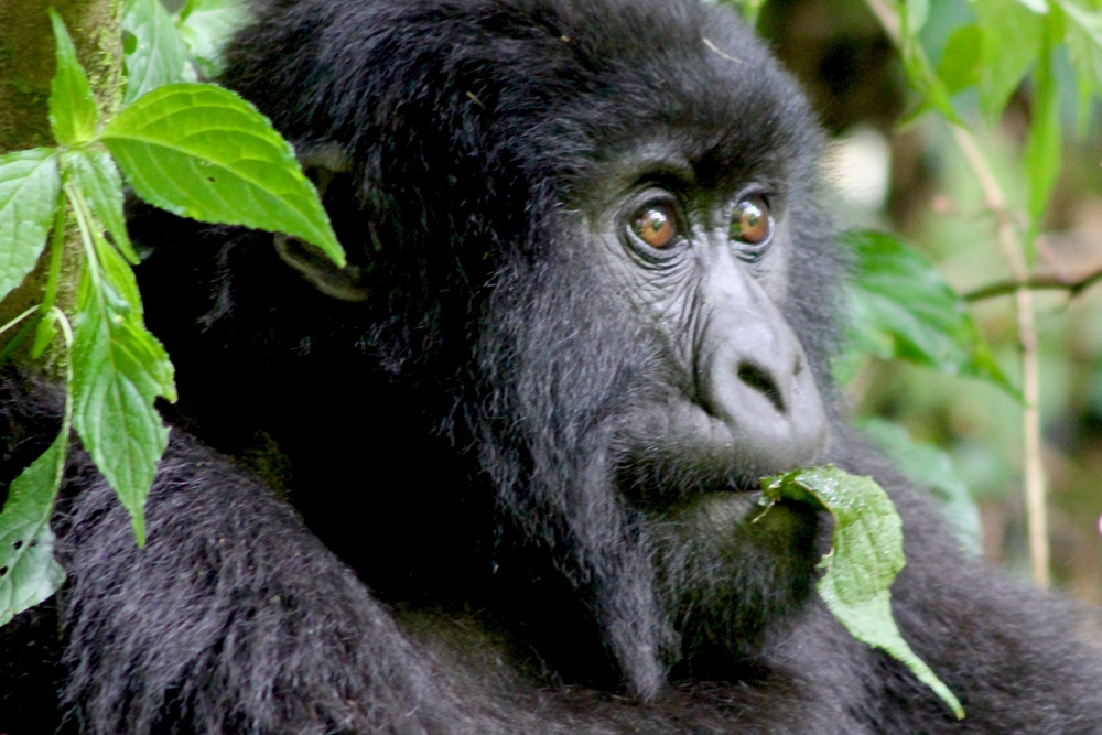 Bwindi Impenetrable National Park