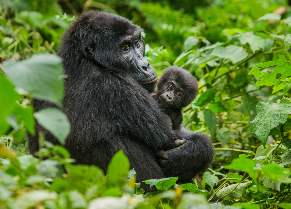 Bwindi Impenetrable National Park