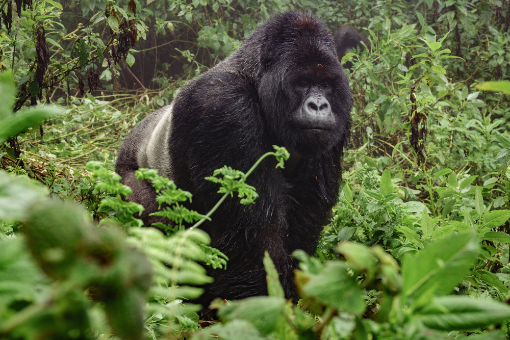 Bwindi Impenetrable National Park