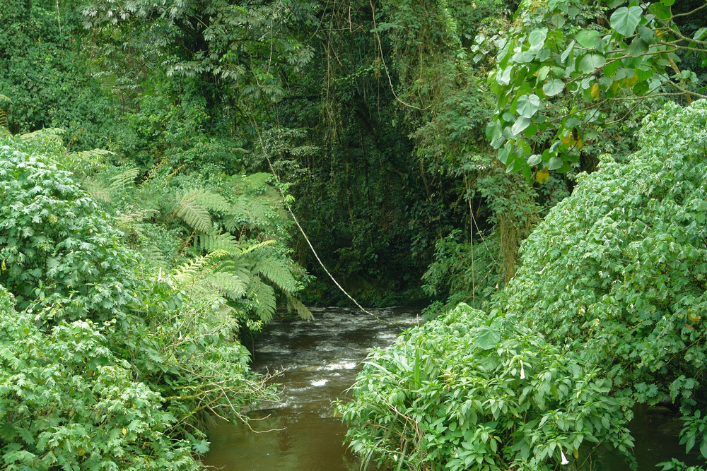 Bwindi Impenetrable National Park