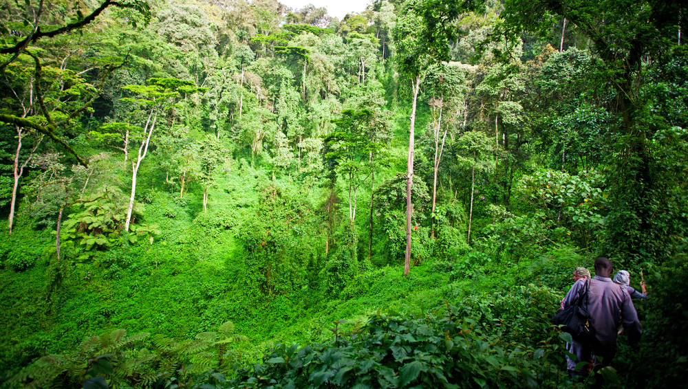 Bwindi Impenetrable National Park