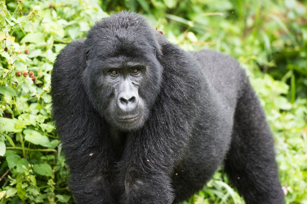 Bwindi Impenetrable National Park