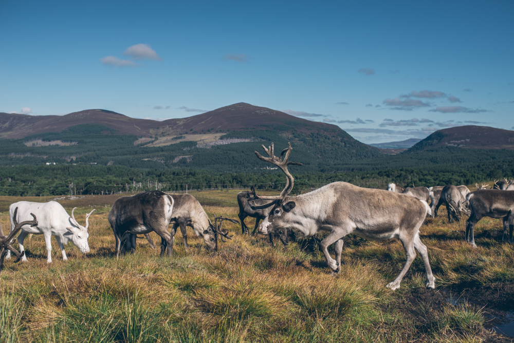 Cairngorms National Park