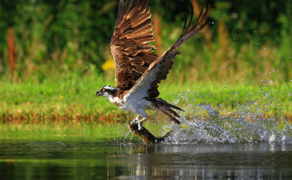Cairngorms National Park