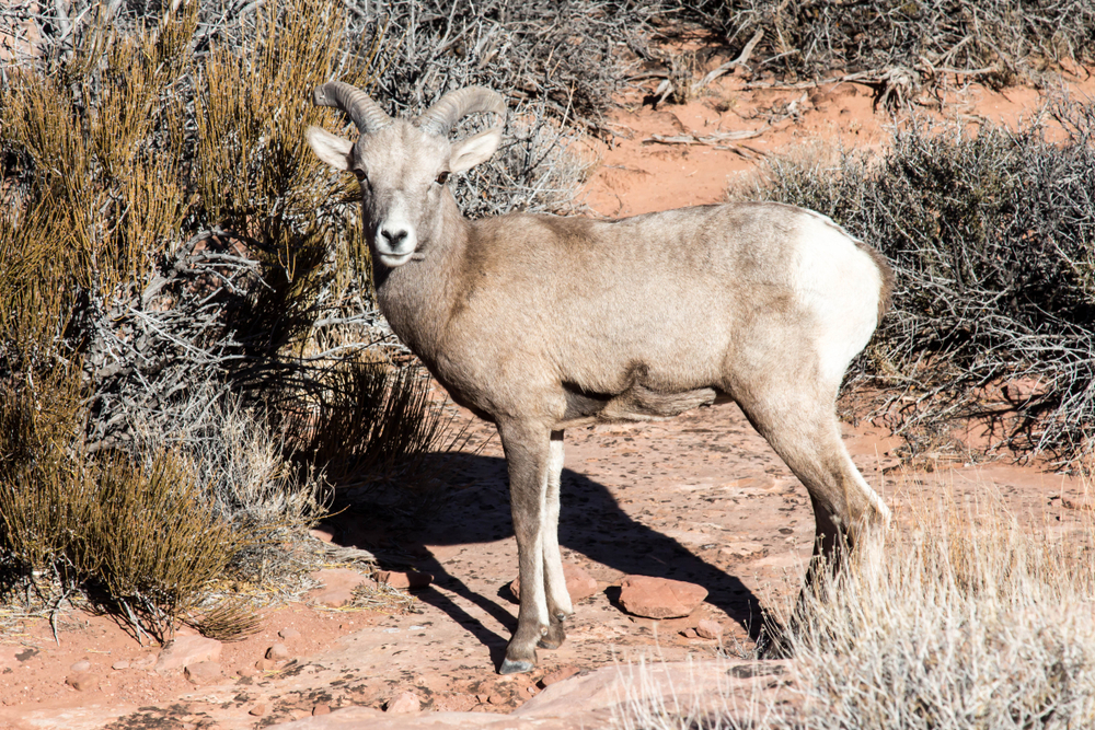 Canyonlands National Park