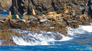 Channel Islands National Park
