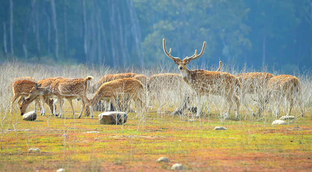 Jim Corbett National Park