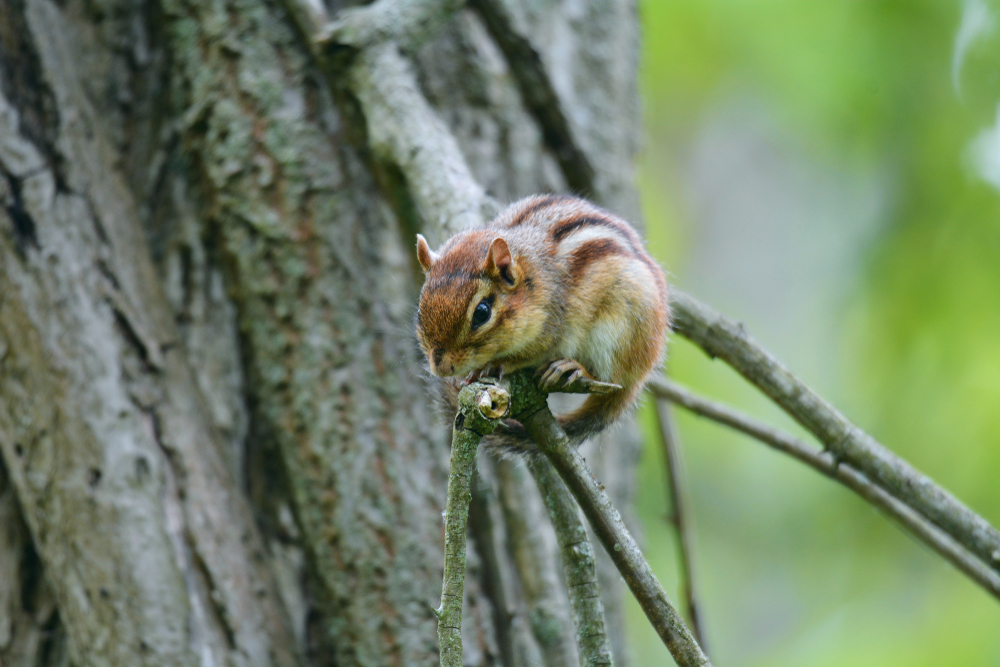 Cuyahoga Valley National Park