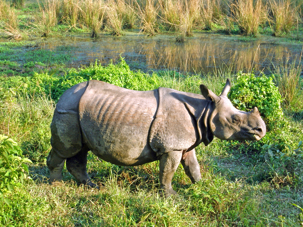 Chitwan National Park