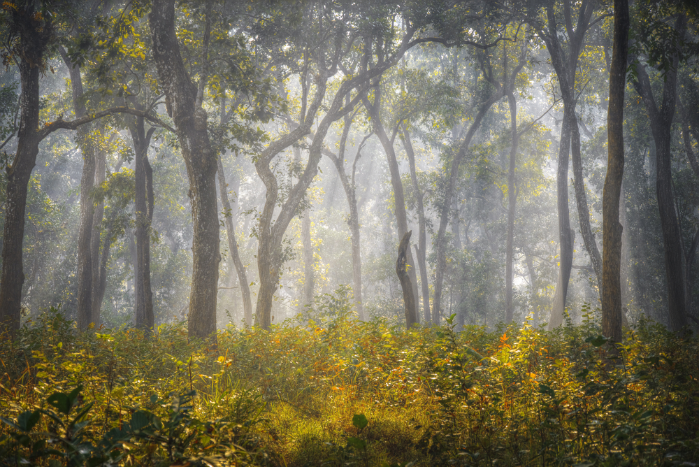 Chitwan National Park
