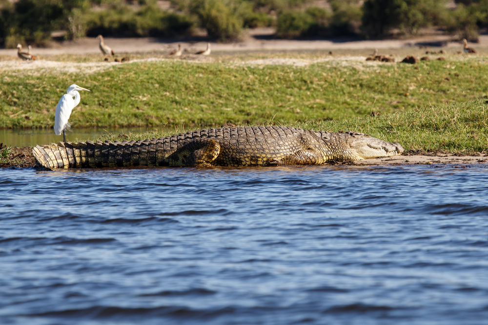 Chobe National Park