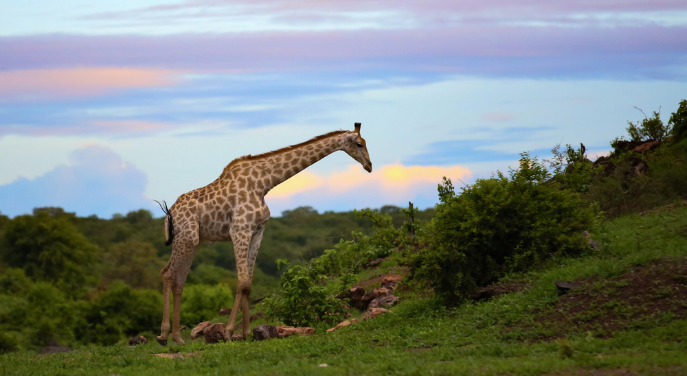 Chobe National Park