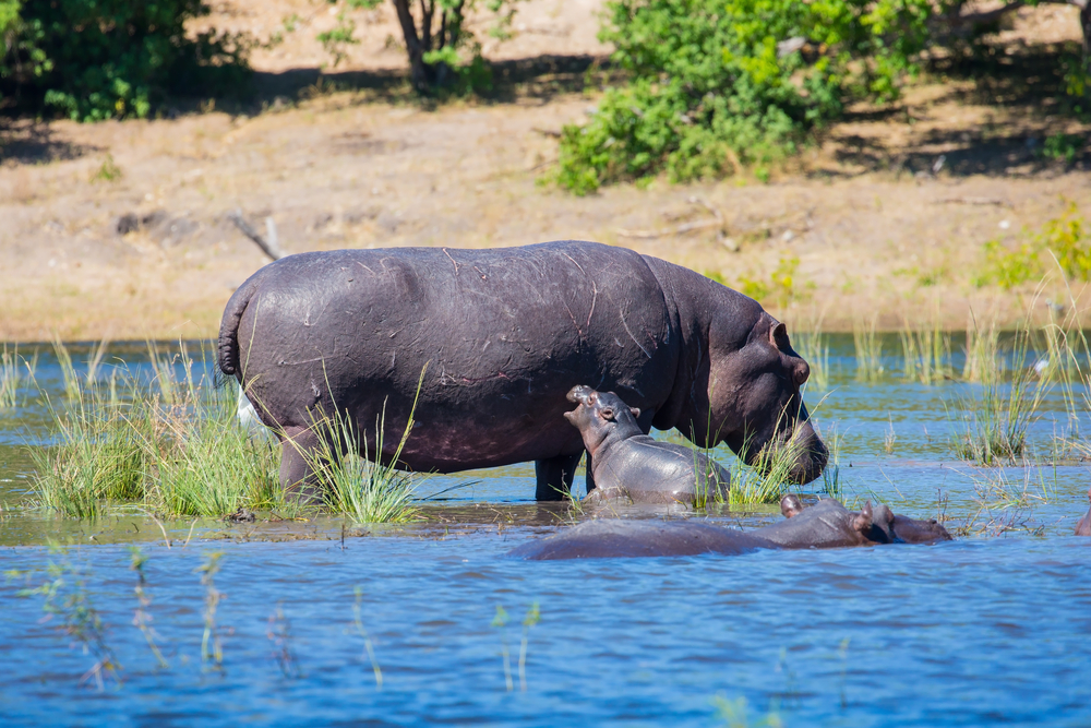 Chobe National Park