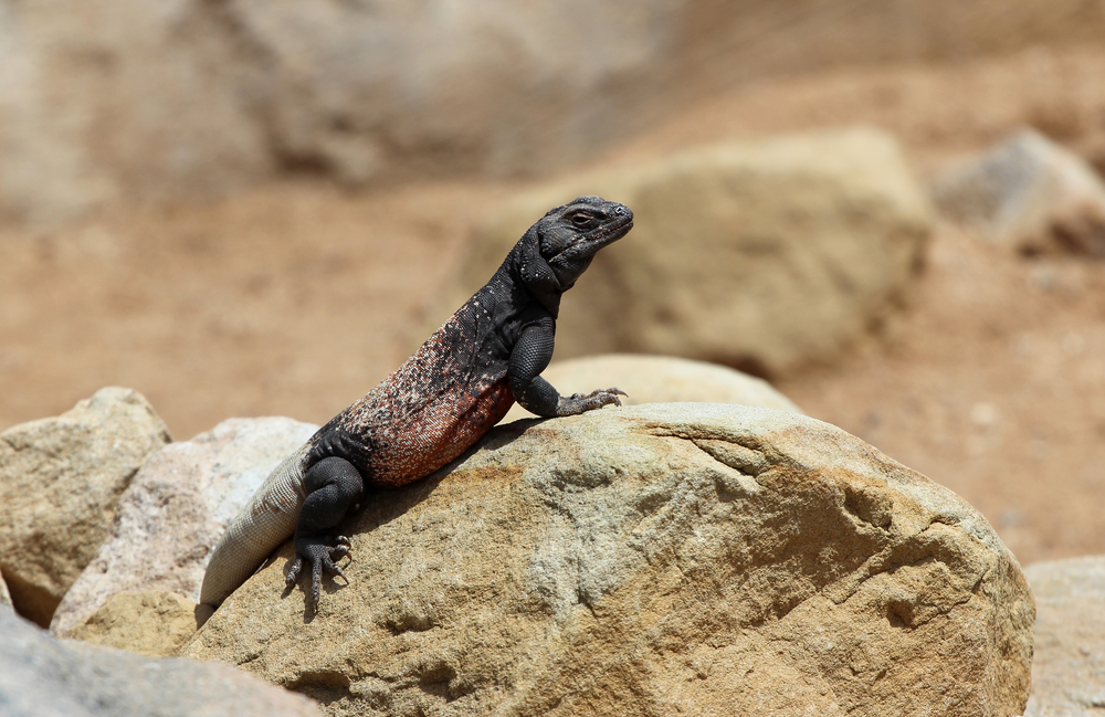 Death Valley National Park