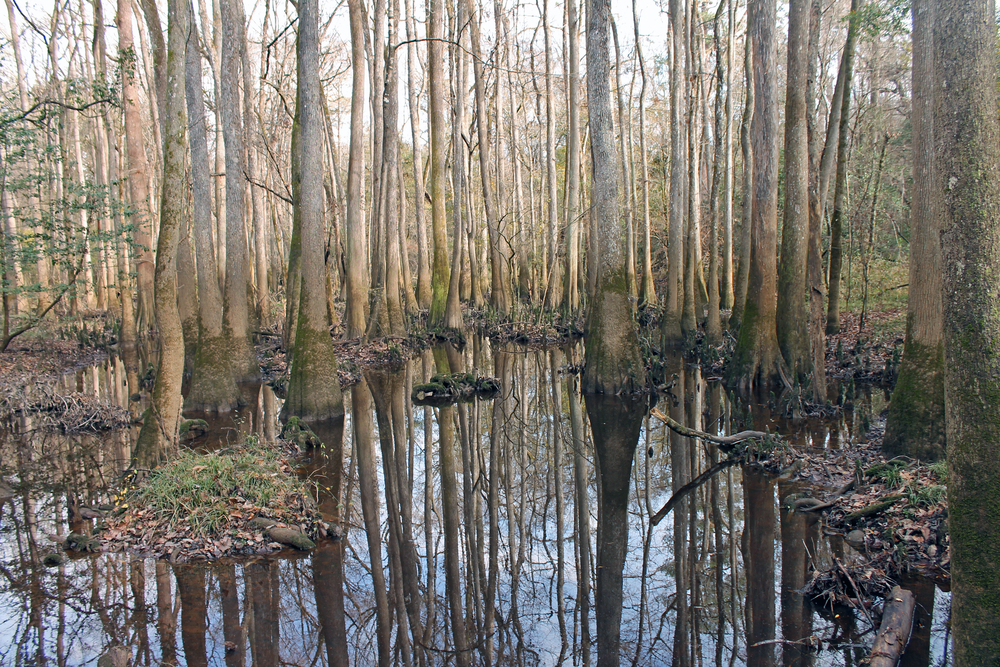 Congaree National Park