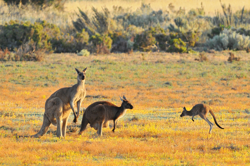 Coorong-National-Park-eastern-grey-kangaroos