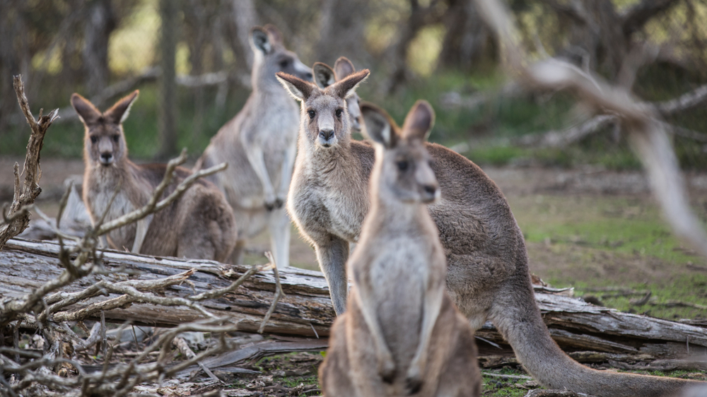 Coorong National Park