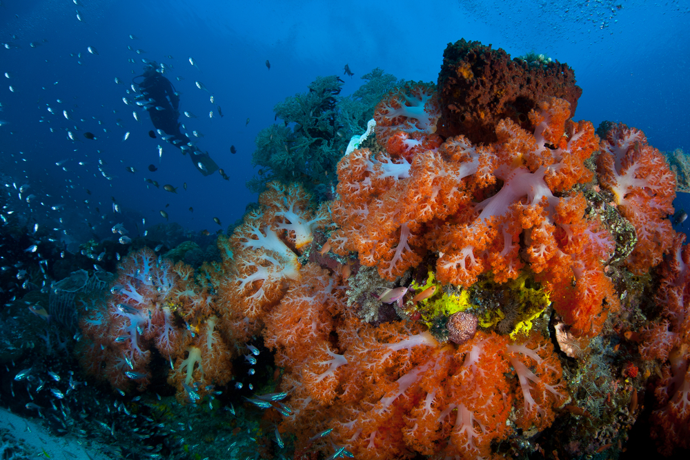 Channel Islands National Park