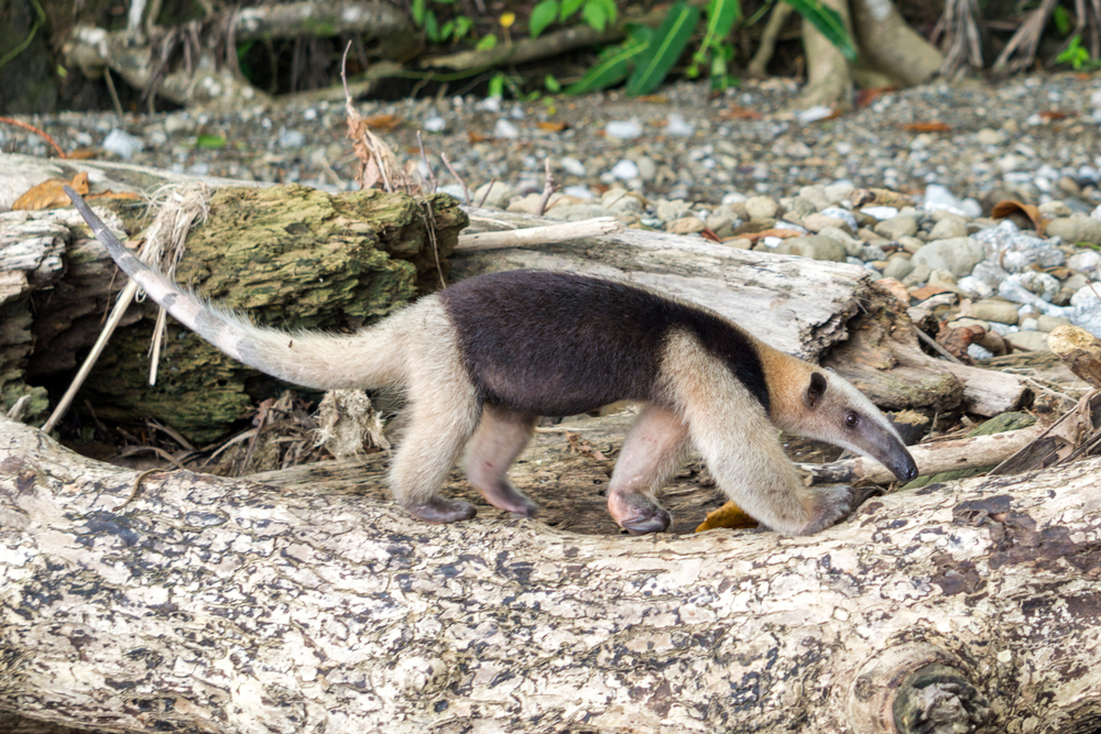 Corcovado National Park