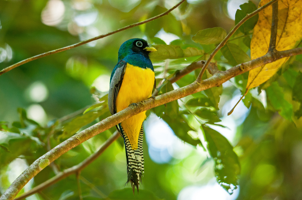 Corcovado National Park