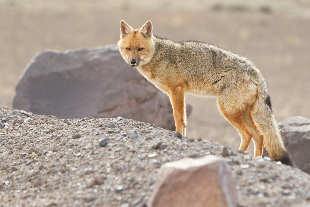 Cotopaxi National Park