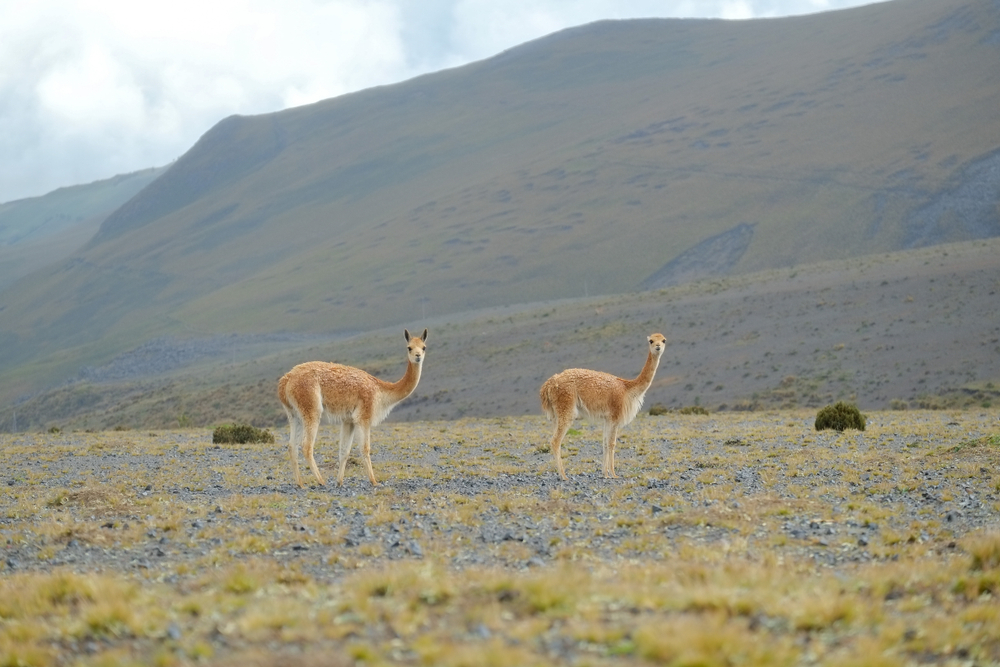 Cotopaxi National Park