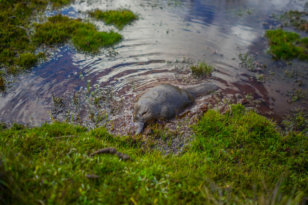Cradle Mountain-Lake St. Clair