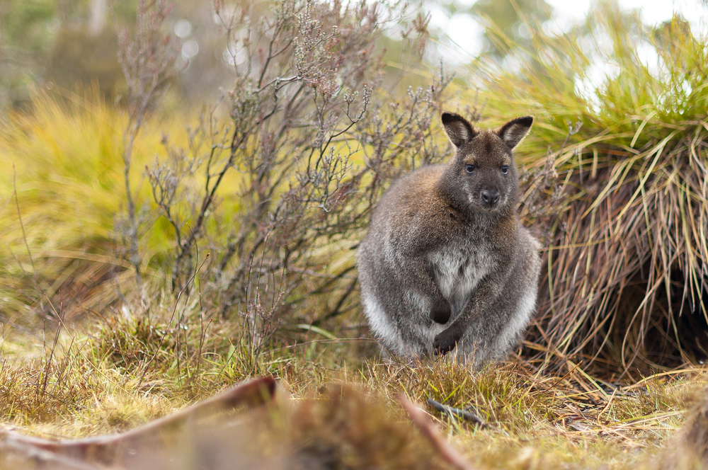 Cradle Mountain-Lake St. Clair