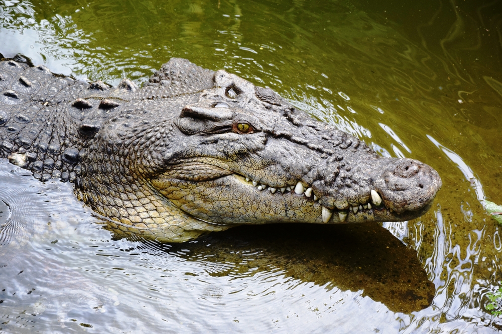 Daintree National Park