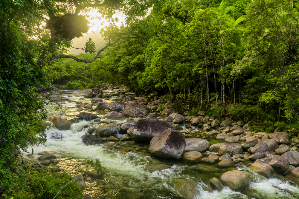 Daintree National Park
