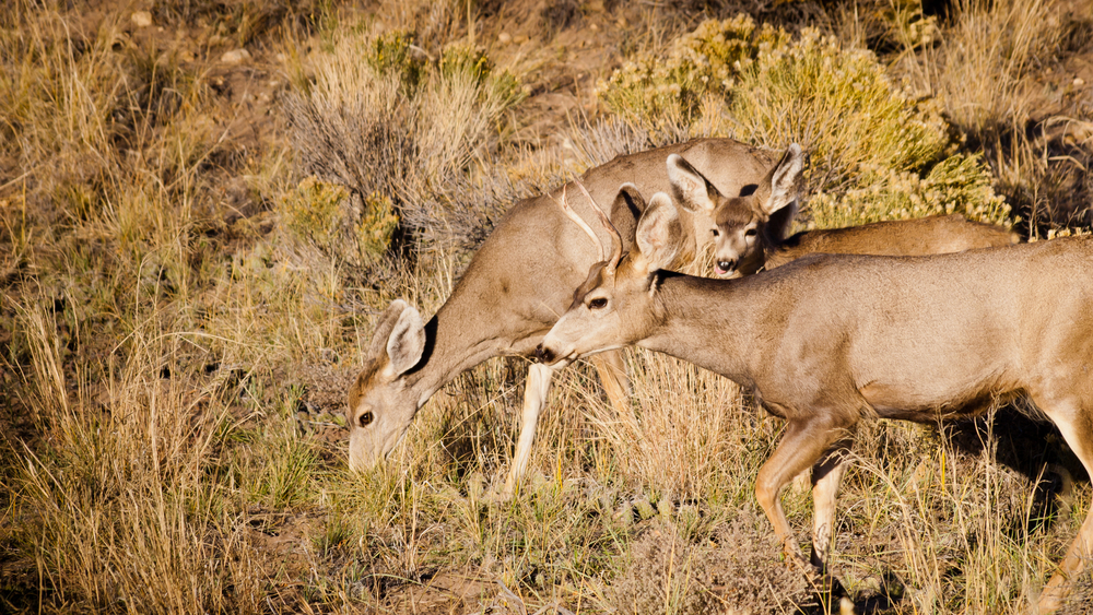 Great Sand Dunes National Park
