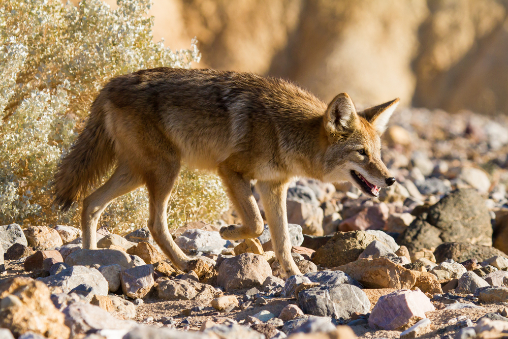 Death Valley National Park
