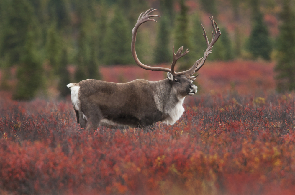 Denali National Park