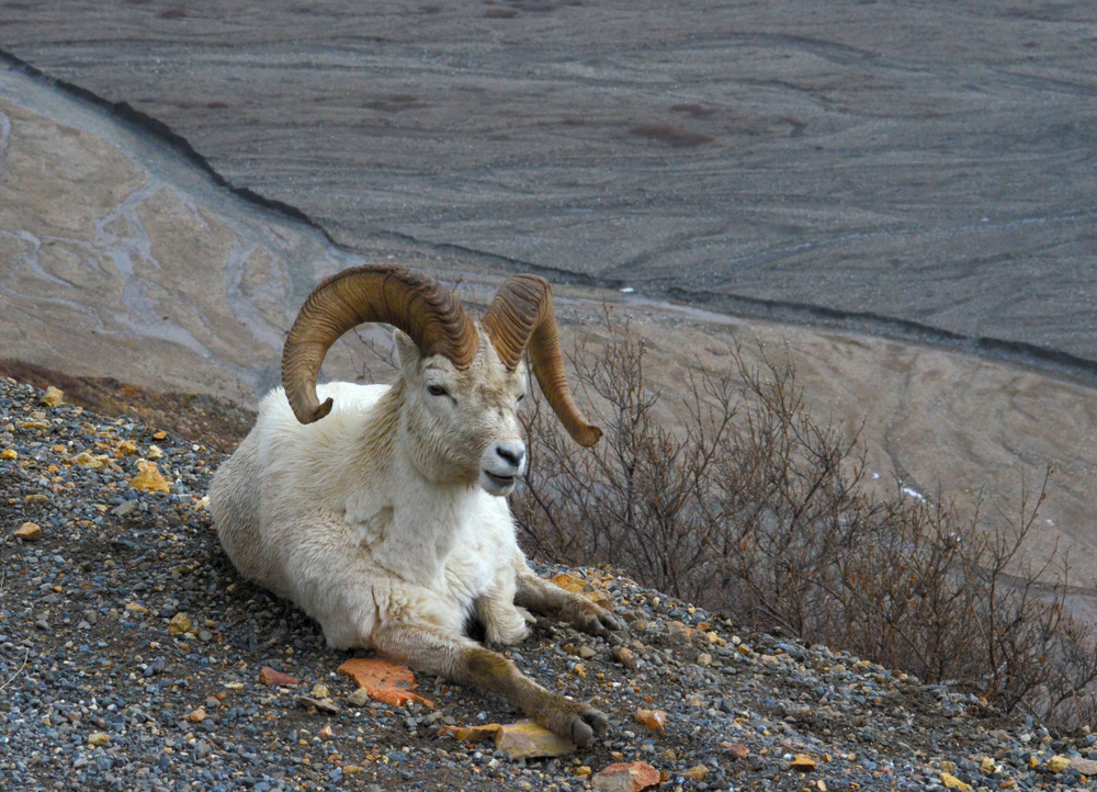 Denali National Park