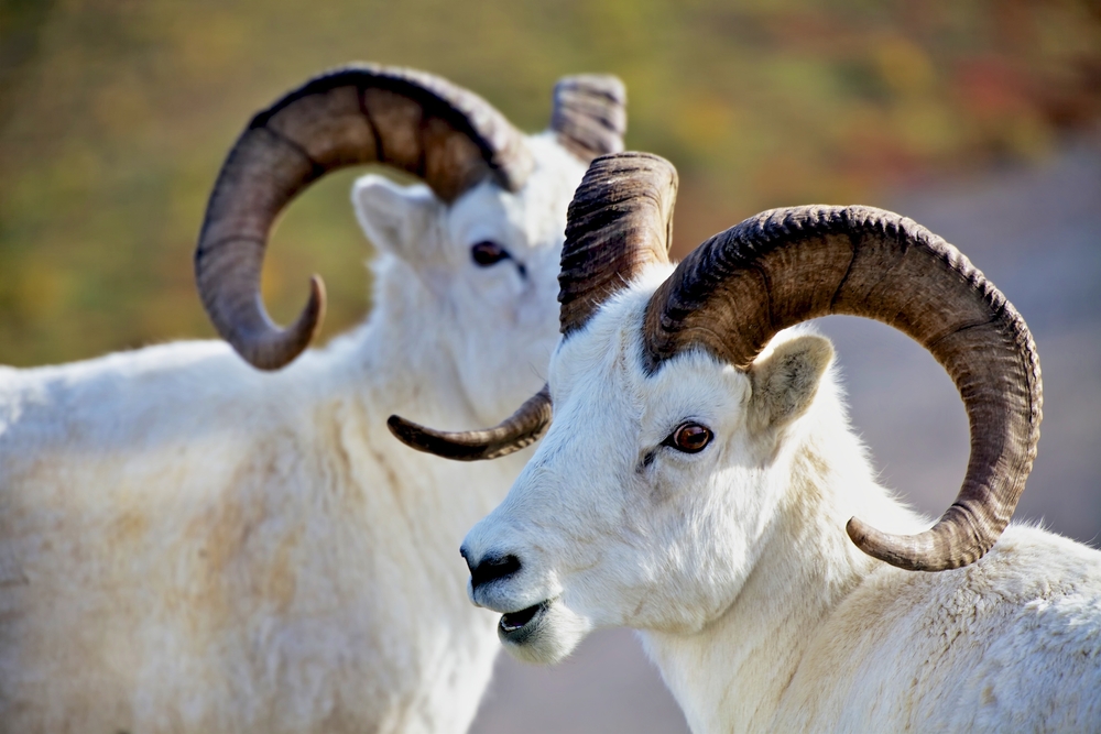 Denali National Park