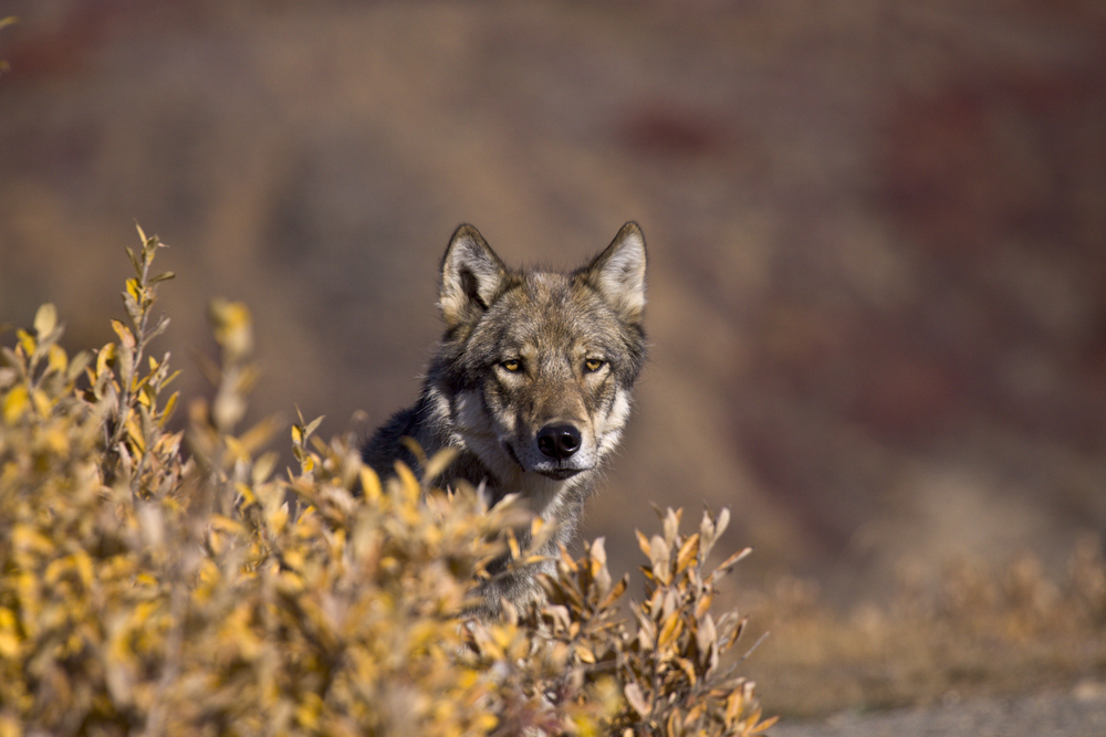 Denali National Park