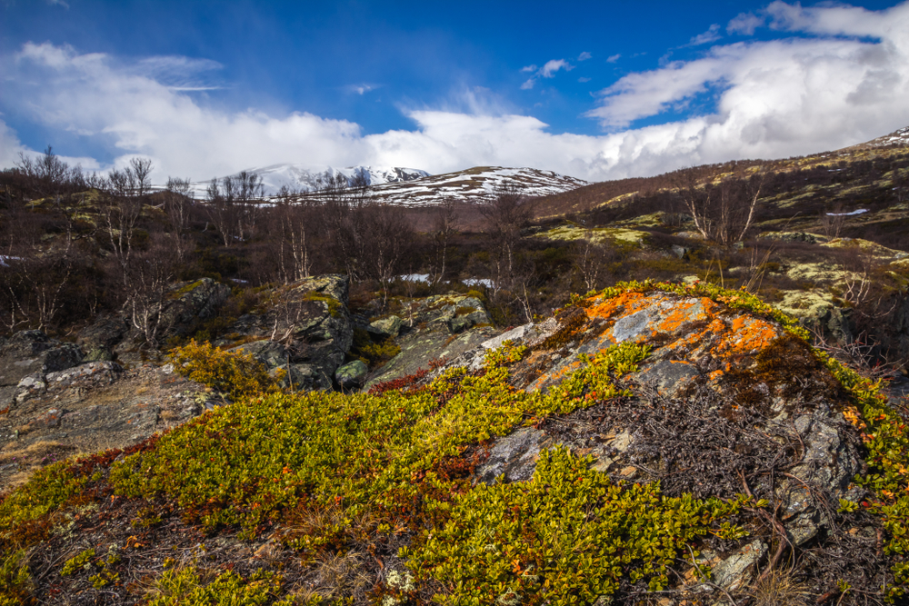 Dovrefjell-Sunndalsfjella National Park