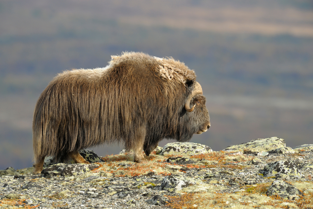 Dovrefjell-Sunndalsfjella National Park