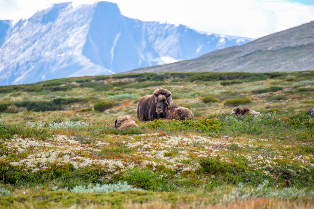 Dovrefjell-Sunndalsfjella National Park