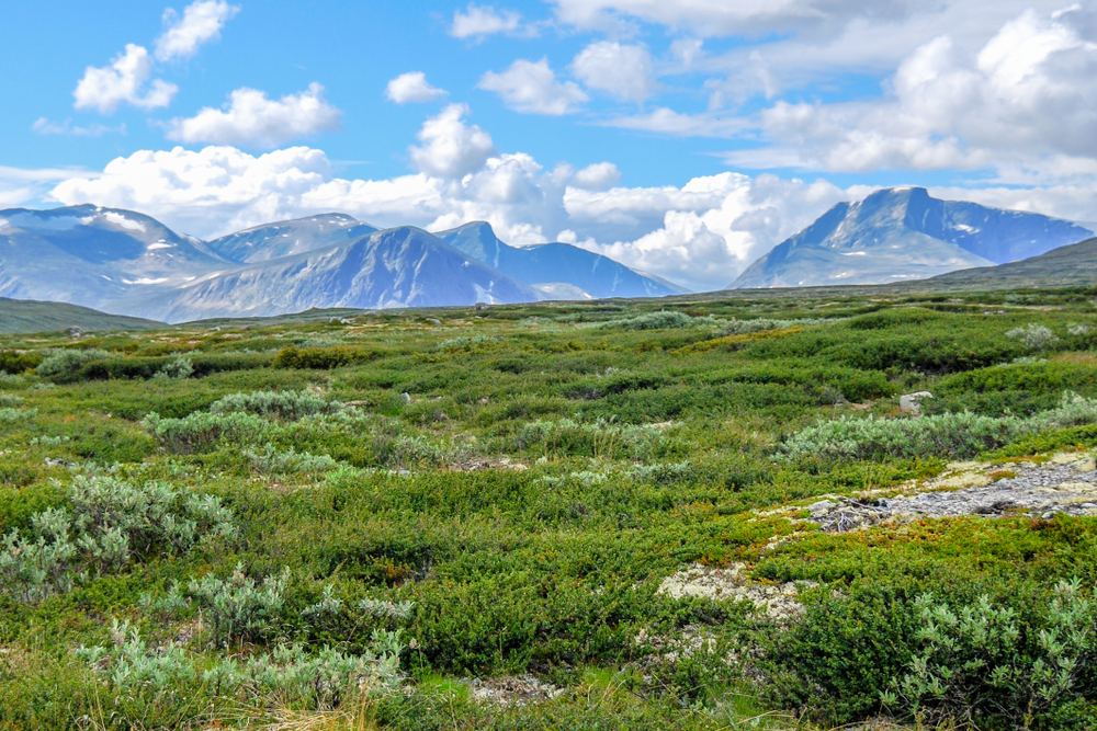 Dovrefjell-Sunndalsfjella National Park