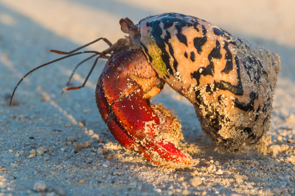 Dry Tortugas National Park