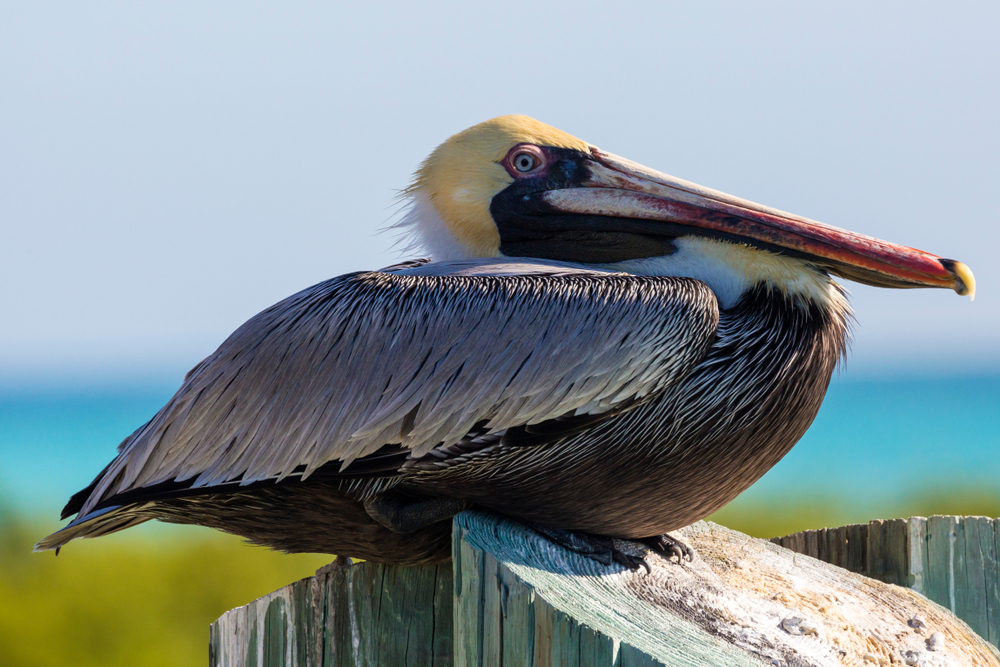 Dry Tortugas National Park