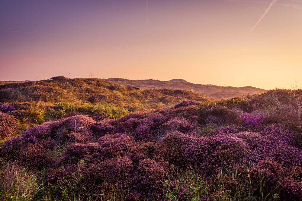 Dunes of Texel National Park