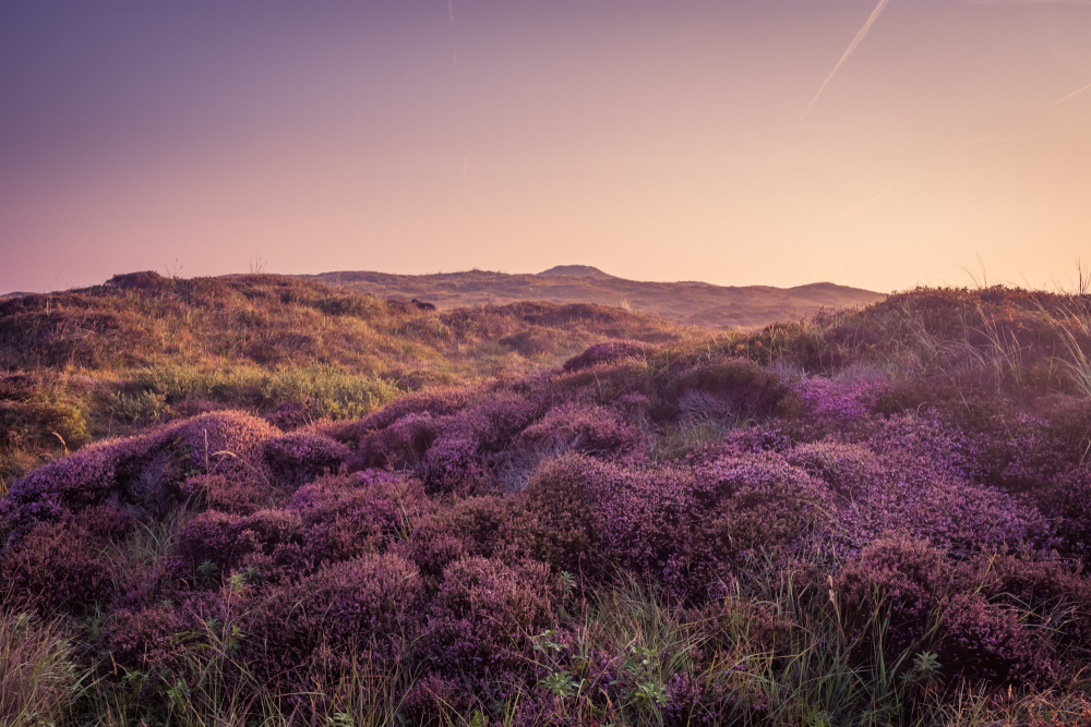 Dunes of Texel National Park
