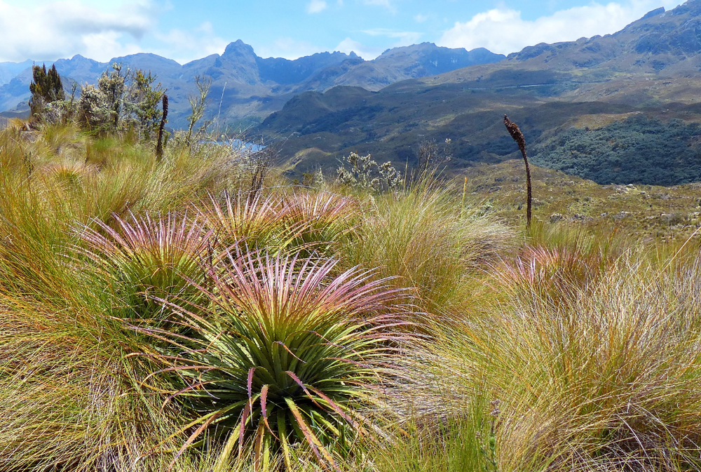 El Cajas National Park