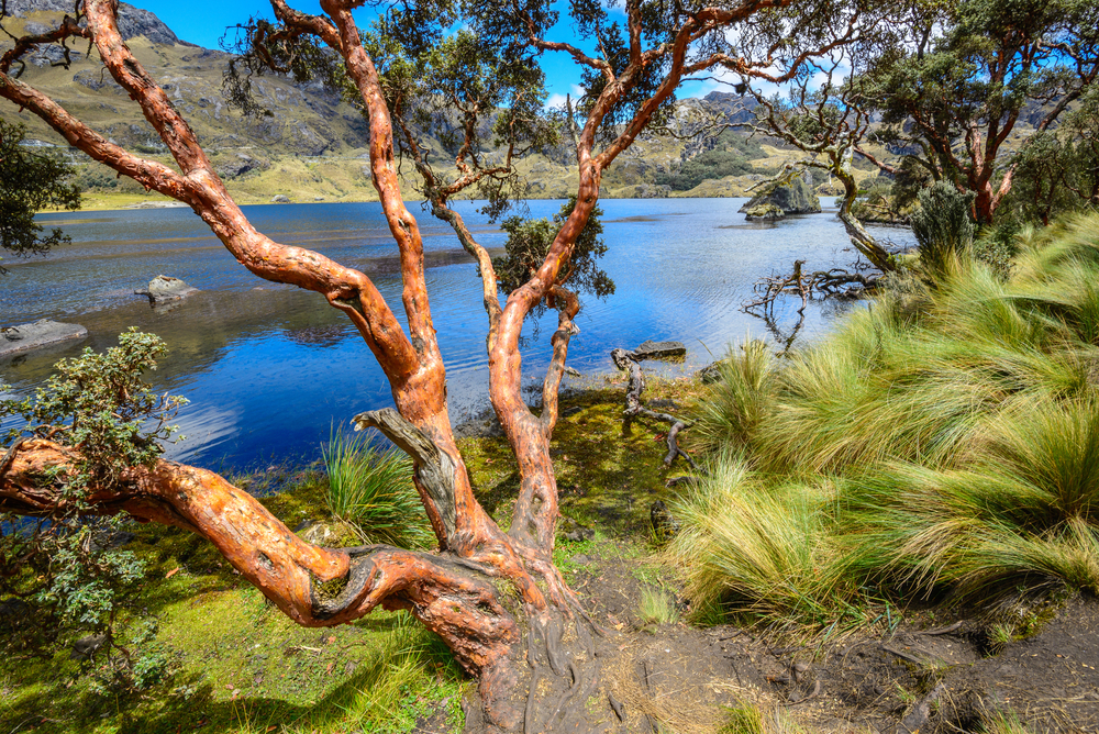 El Cajas National Park