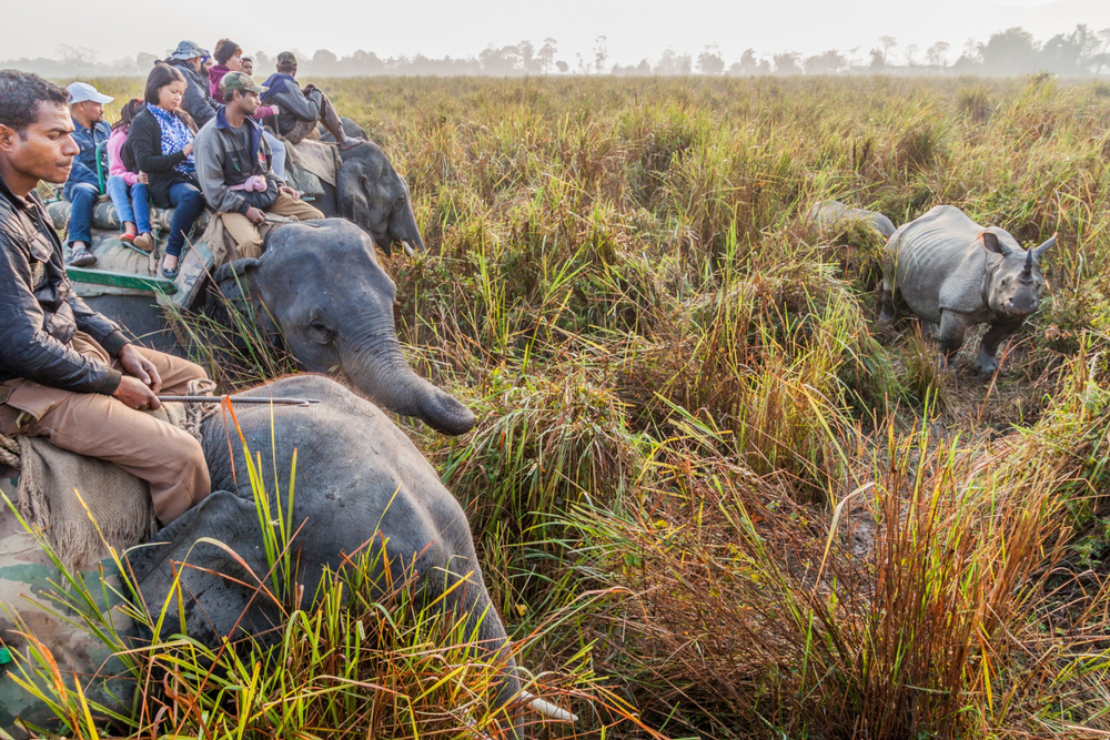 Kaziranga National Park